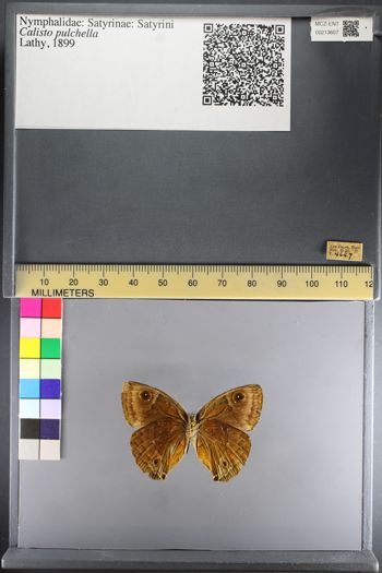 Media type: image;   Entomology 213607